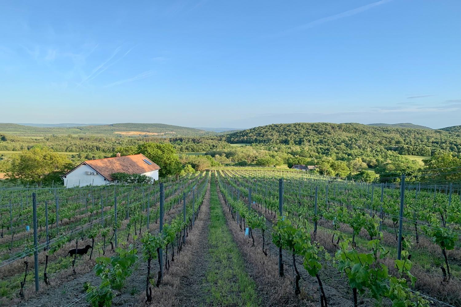 Вилла Kali Panorama Birtok Mindszentkalla Экстерьер фото